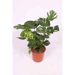 Monstera deliciosa