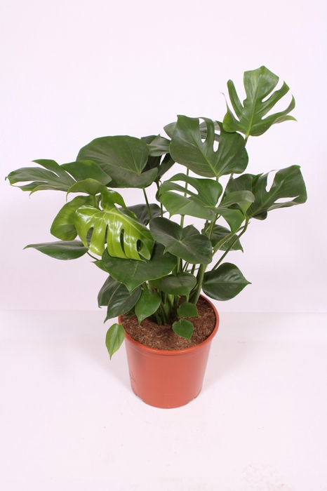 <h4>Monstera deliciosa</h4>