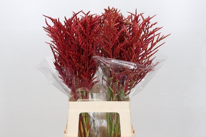 <h4>Bromelia Red Paloma</h4>