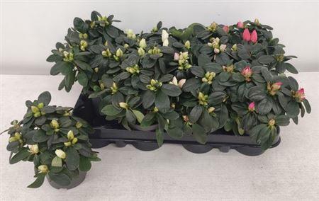 <h4>Rhodo Si Gem</h4>