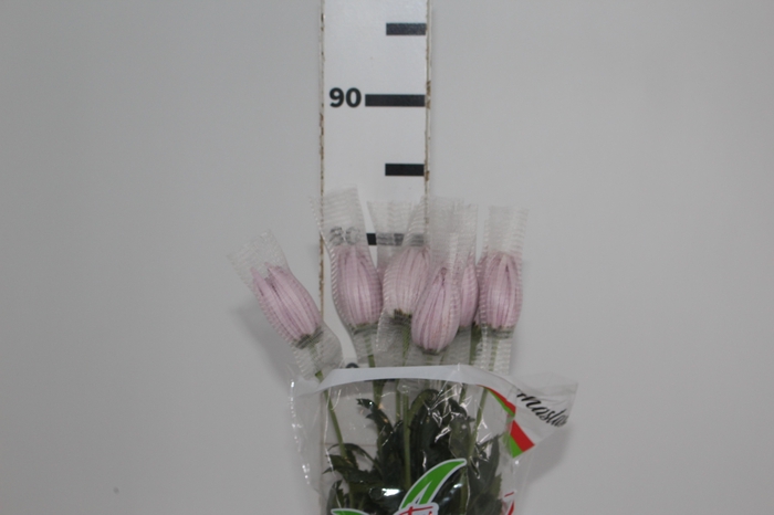 <h4>ANASTASIA ROSY 080 CM PINK</h4>