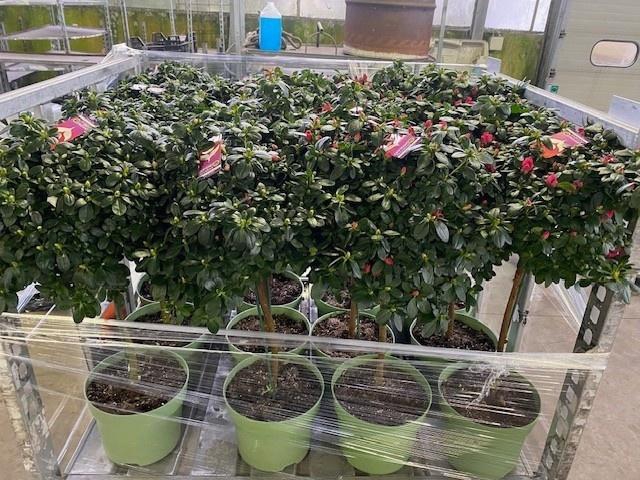 Rhodo Si Gem 3 Srt Op Stam