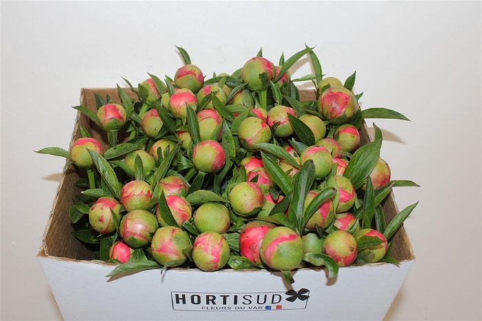 <h4>Paeo L Coral Charm</h4>