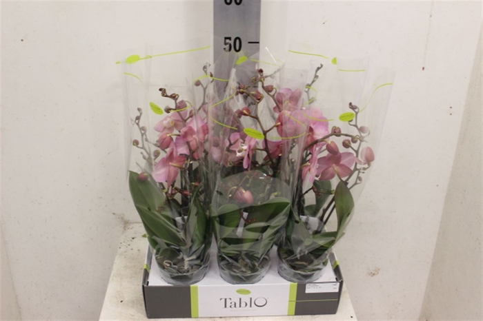 <h4>Phal Tablo Roze Cosmo 2 Tak</h4>