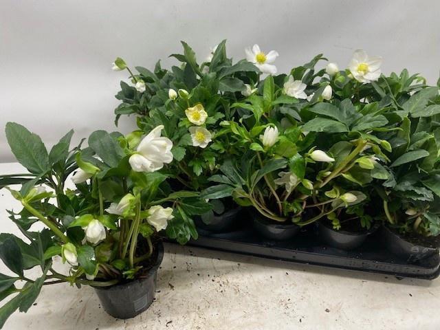 <h4>HELL NI HAPPY DAY</h4>