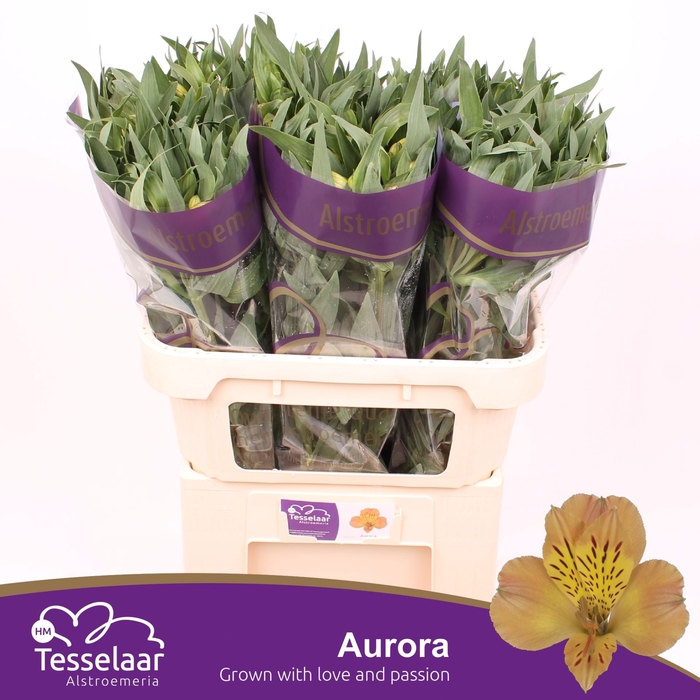 Alstroemeria Aurora