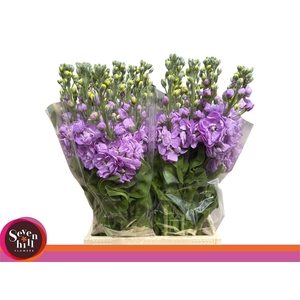 MATTH MATHILDA LAVEN