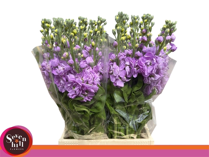 <h4>MATTH MATHILDA LAVEN</h4>