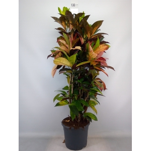 Codiaeum var. KL 'Mrs Iceton'