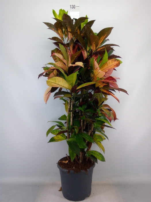 <h4>Codiaeum var. KL 'Mrs Iceton'</h4>