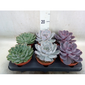 Echeveria   ...mix