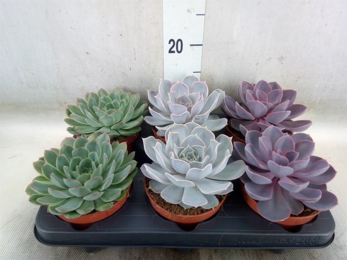 <h4>Echeveria   ...mix</h4>