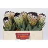 Protea Niobe