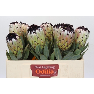 Protea Niobe