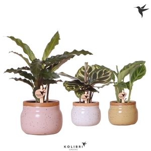 Kolibri Greens Calathea mix in Vintage Bowl pot mix