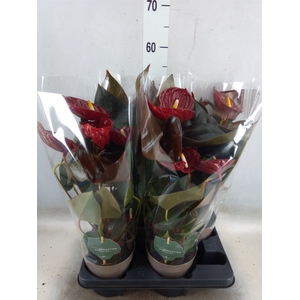 Anthurium andr. 'Delicata'