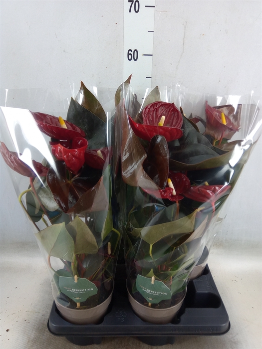 <h4>Anthurium andr. 'Delicata'</h4>