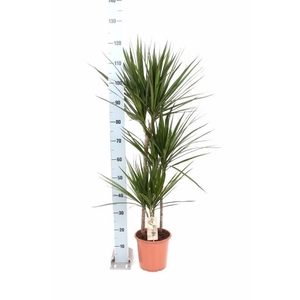 DRA MARGINATA