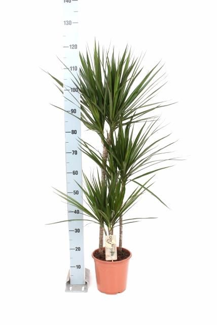 <h4>DRA MARGINATA</h4>