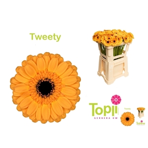 Germini Tweety