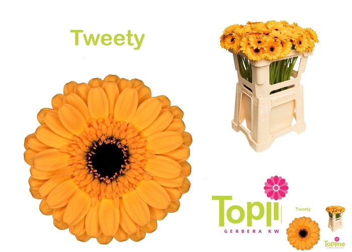 <h4>Germini Tweety</h4>