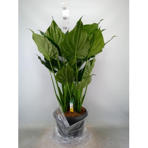 Alocasia cucullata