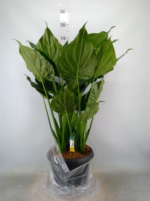 <h4>Alocasia cucullata</h4>