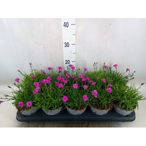 Dianthus car. 'Mountain Frost Pink'