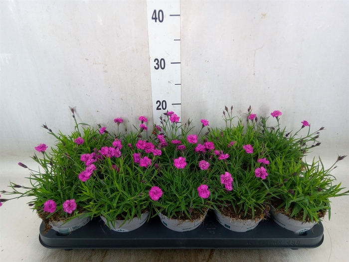 <h4>Dianthus car. 'Mountain Frost Pink'</h4>