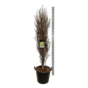 Frangula alnus Fine Line ®