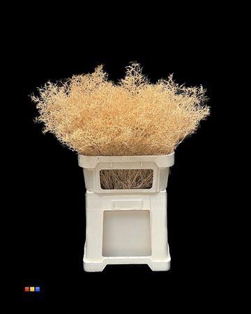 <h4>Limonium Apricot</h4>