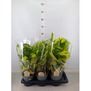 Ctenanthe pilosa 'Mosaic'