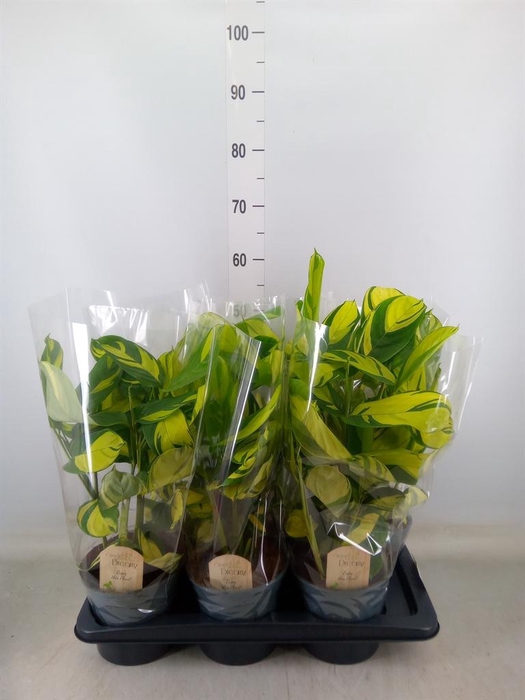 <h4>Ctenanthe pilosa 'Mosaic'</h4>