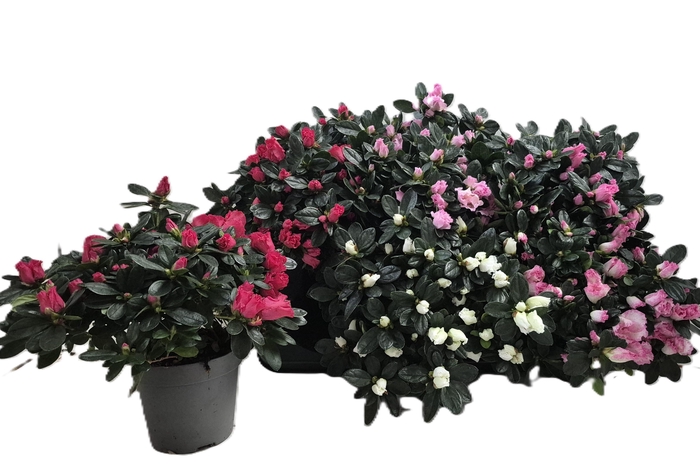 <h4>RHODO SI VOGEL GEM</h4>