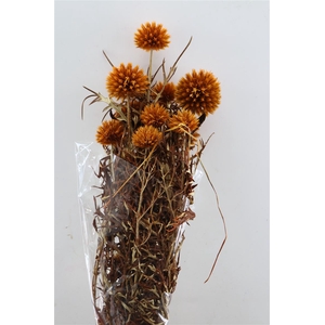 Pres Echinops 10pc Orange Bunch