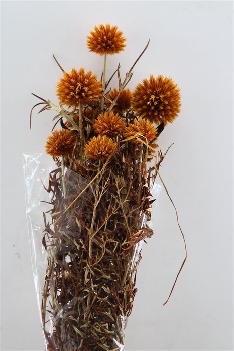 <h4>Pres Echinops 10pc Orange Bunch</h4>