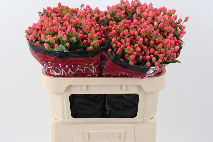 <h4>Hyp Sweet Rom 70cm</h4>