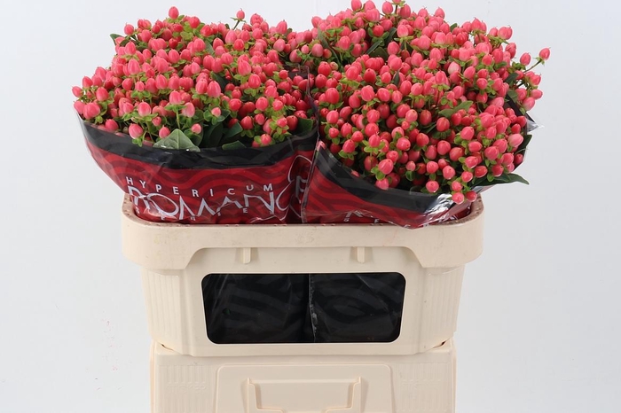 <h4>Hyp Sweet Rom 70cm</h4>