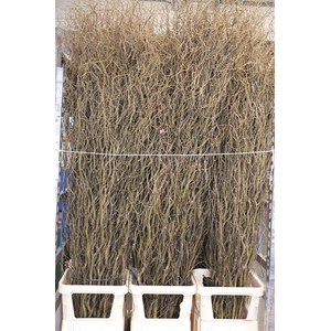 Salix B Tortuosa