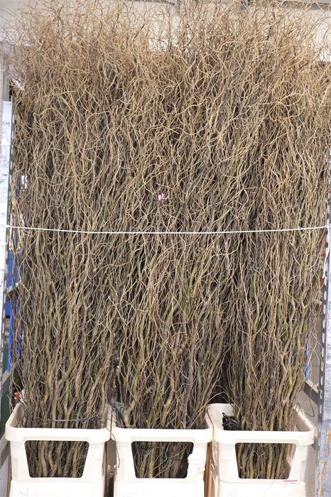<h4>Salix B Tortuosa</h4>
