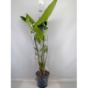 Alocasia zebrina