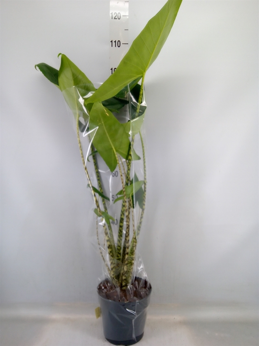 <h4>Alocasia zebrina</h4>