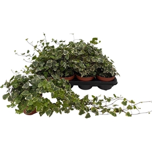 .Hedera helix white wonder