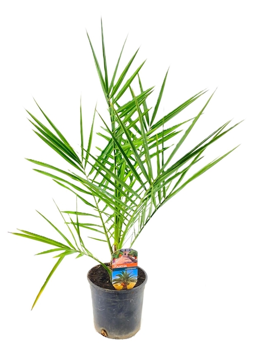 <h4>Phoenix canariensis</h4>