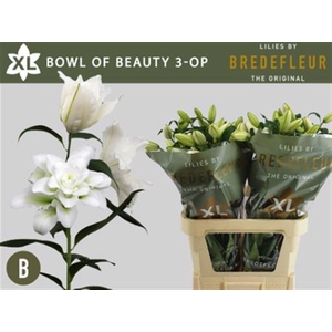 Li Or Du Bo Of Beauty