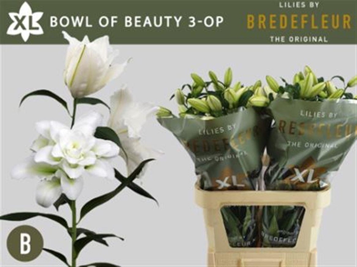 <h4>Li Or Du Bo Of Beauty</h4>