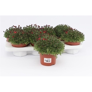 Saxifraga arend. 'Peter Pan'