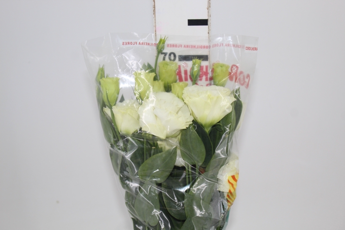 <h4>LISIANTHUS BRANCO 070 CM MIN 500 GRAMAS</h4>