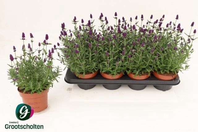 <h4>Lavandula Hidcote</h4>
