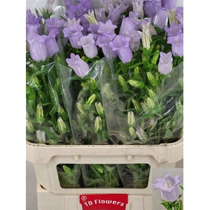 Camp M Champion Lilac